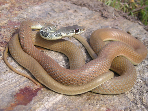 Reptiles and Amphibians of Bulgaria 